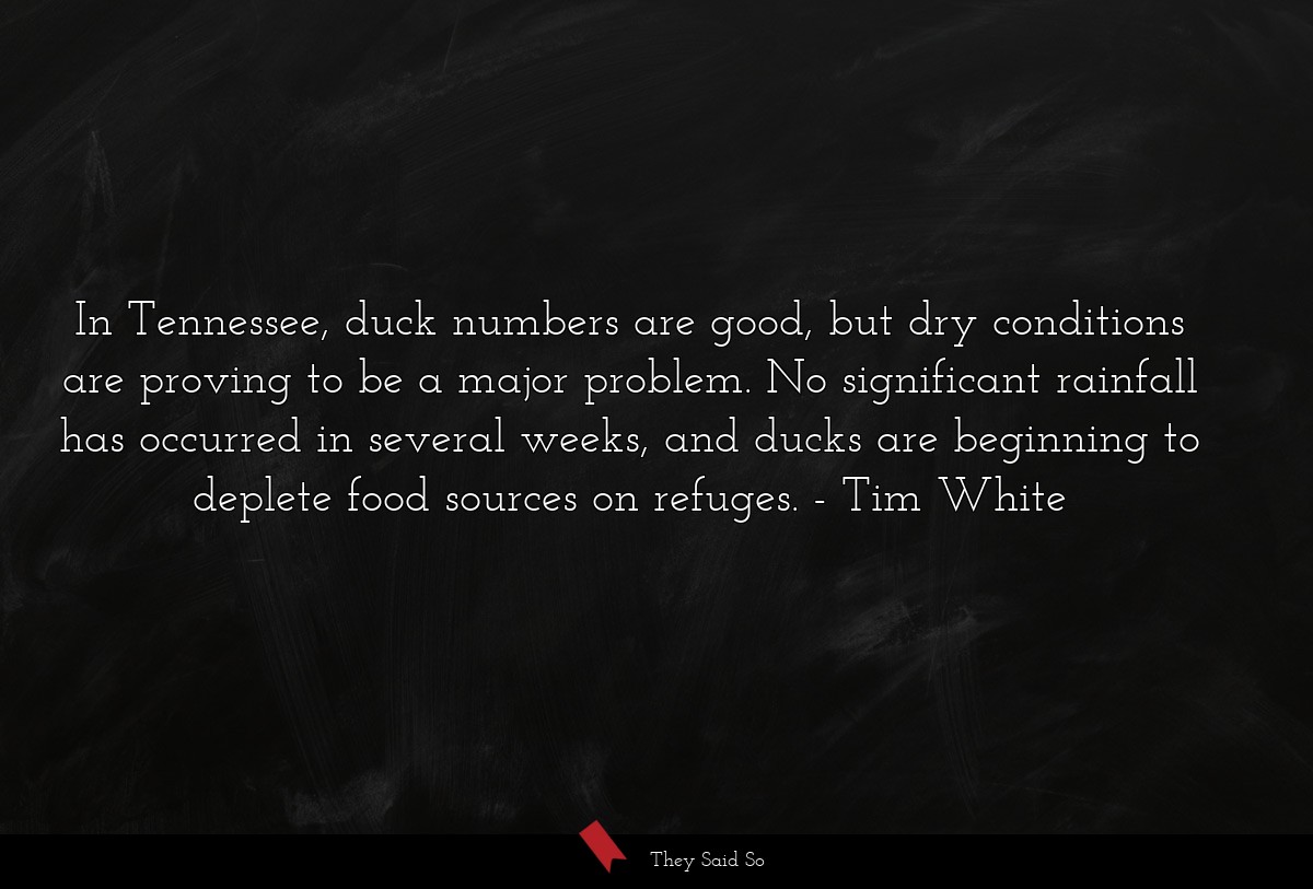 In Tennessee, duck numbers are good, but dry conditions are proving to be a major problem. No significant rainfall has occurred in several weeks, and ducks are beginning to deplete food sources on refuges.